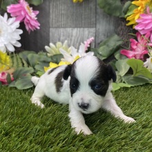 Havapoo Puppy Brody