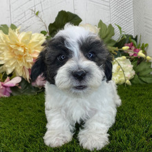 Havapoo Puppy Brody