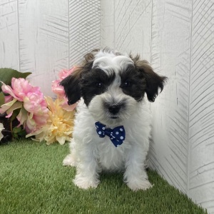 Havapoo Puppy Brody