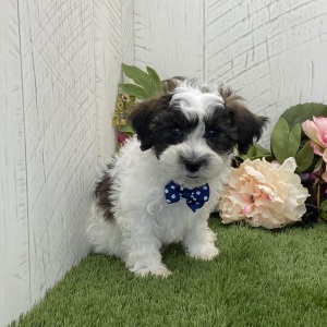 Havapoo Puppy Brody