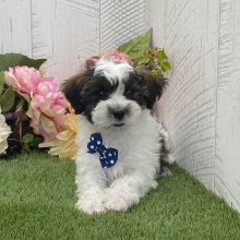 Havapoo Puppy Brody