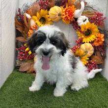 Havapoo Puppy Brody