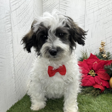 Havapoo Puppy Brody