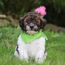 Bichonpoo Puppy Tyrone