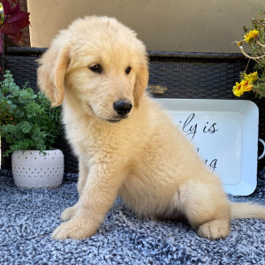 Golden Retriever Puppy Toby