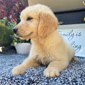Golden Retriever Puppy Toby