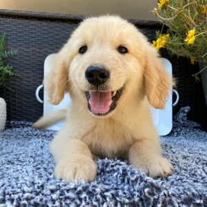 Golden Retriever Puppy Toby