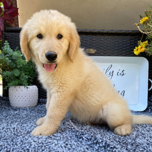 Golden Retriever Puppy Toby