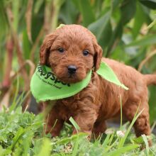 Goldendoodle Puppy Nolan