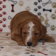 Poodle Puppy Caine
