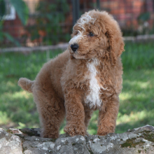 Poodle Puppy Caine