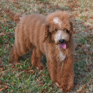 Poodle Puppy Caine