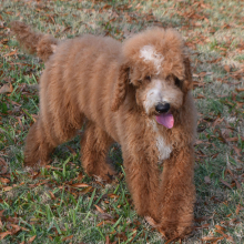 Poodle Puppy Caine