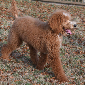 Poodle Puppy Caine