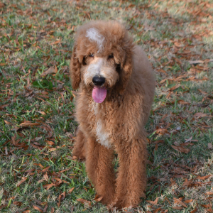 Poodle Puppy Caine