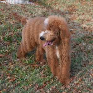 Poodle Puppy Caine