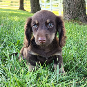 Dachshund Puppy Oleson