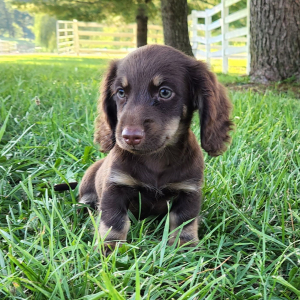 Dachshund Puppy Oleson