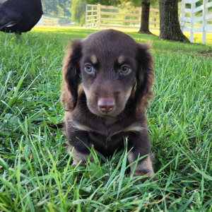 Dachshund Puppy Oleson