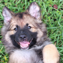 German Shepherd Dog Puppy Callum