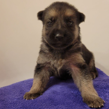 German Shepherd Dog Puppy Miss Violet