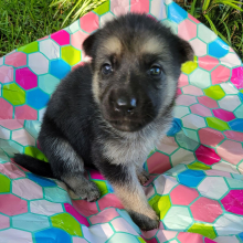 German Shepherd Dog Puppy Miss Violet