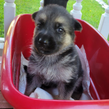 German Shepherd Dog Puppy Miss Violet