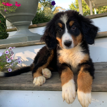 Bernese Mountain Dog Puppy June