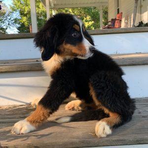 Bernese Mountain Dog Puppy June