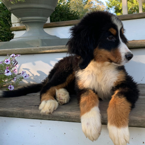 Bernese Mountain Dog Puppy June