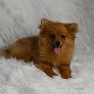 Pomeranian Puppy Reba