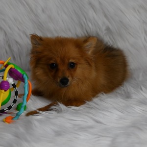 Pomeranian Puppy Reba