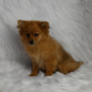 Pomeranian Puppy Reba