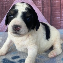 Bernedoodle Puppy Doug