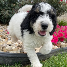 Bernedoodle Puppy Doug