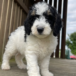 Bernedoodle Puppy Doug