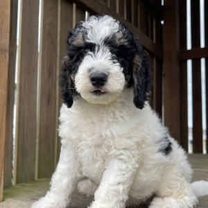Bernedoodle Puppy Doug