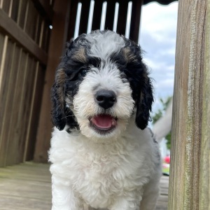 Bernedoodle Puppy Doug