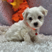 Maltese Puppy Jackson