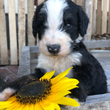 Bernedoodle Puppy Dunnie