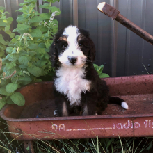 Bernedoodle Puppy Dunnie