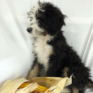 Bernedoodle Puppy Dunnie