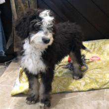 Bernedoodle Puppy Dunnie