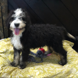 Bernedoodle Puppy Dunnie