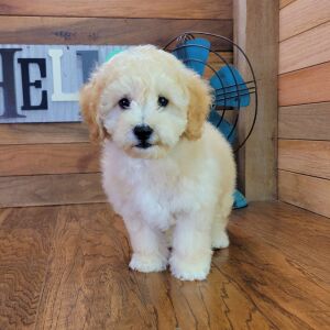 Bichonpoo Puppy Fozzy