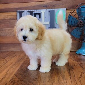 Bichonpoo Puppy Fozzy