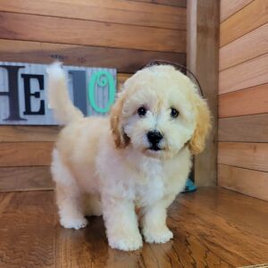 Bichonpoo Puppy Fozzy