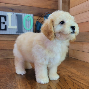 Bichonpoo Puppy Fozzy