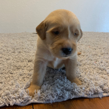 Golden Retriever Puppy Dexter