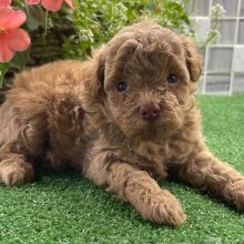Shihpoo Puppy Ulysses